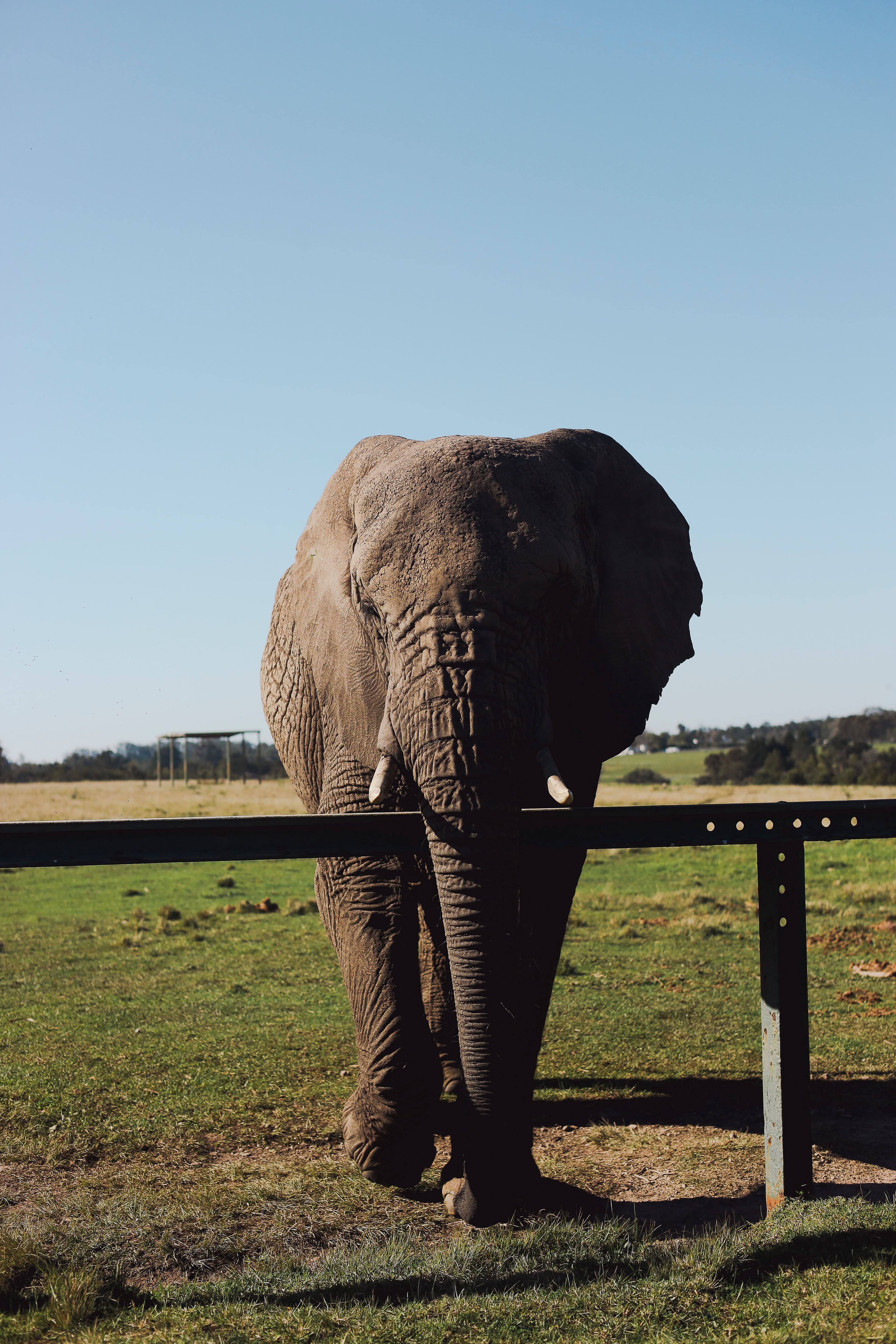 Knysna Elephants