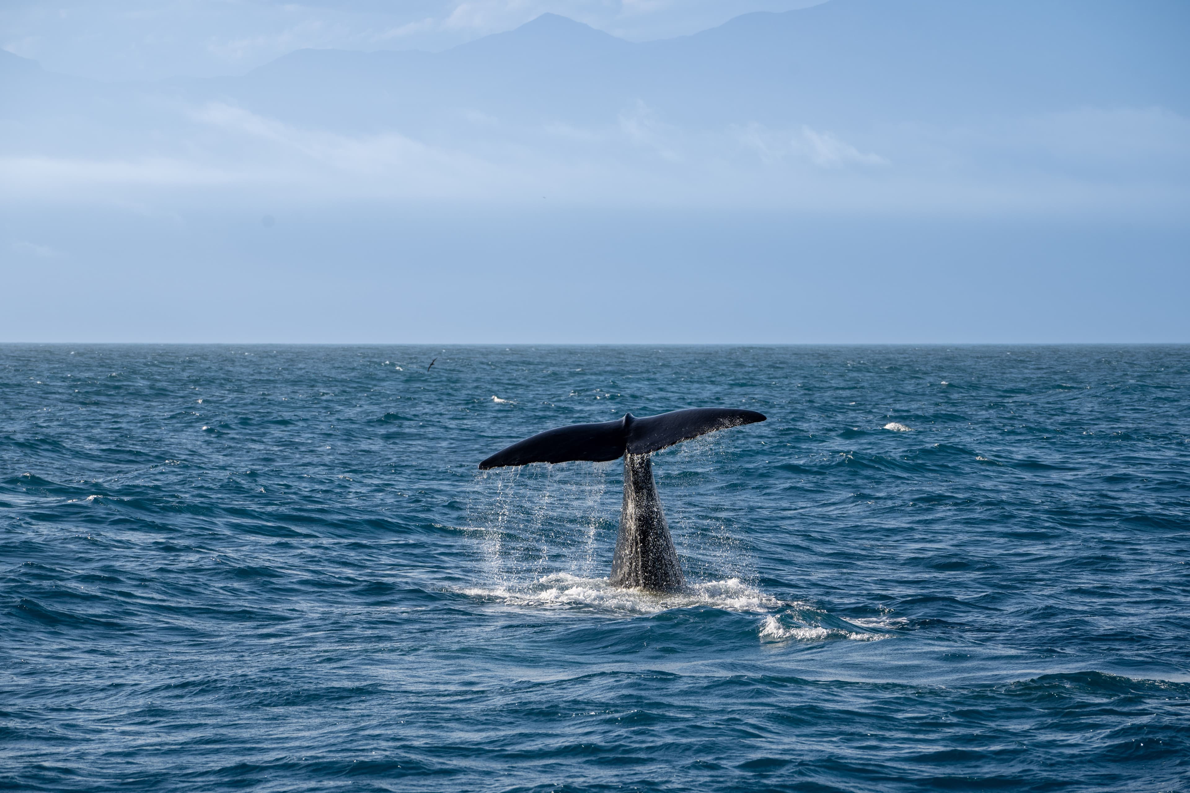 Knysna Whale
